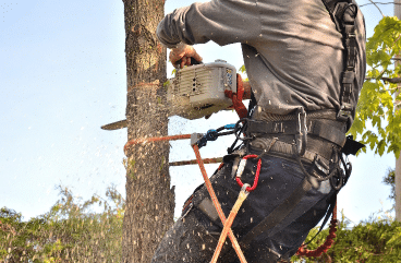 tree-removal