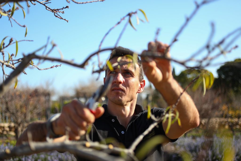 tree-pruning