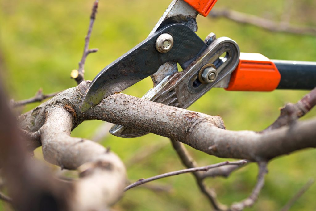 tree-cutting-company-bellevue-wa