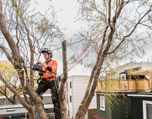 tree-removal-contractors-bellevue-wa