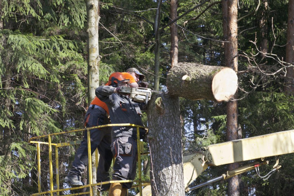 tree-trimming-bellevue-wa