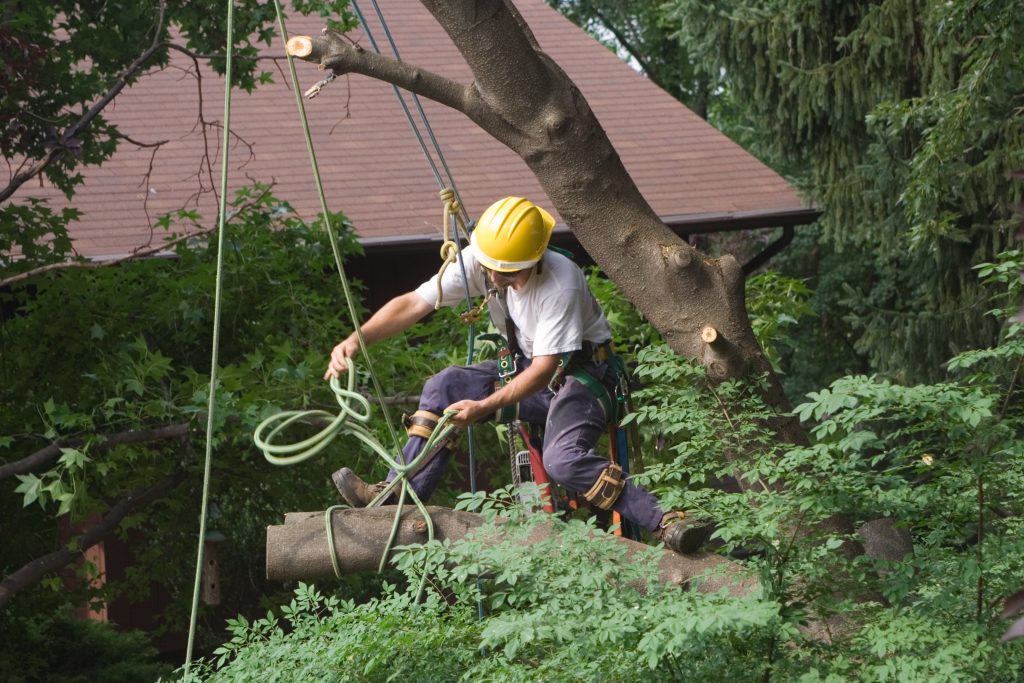 tree removal bellevue wa