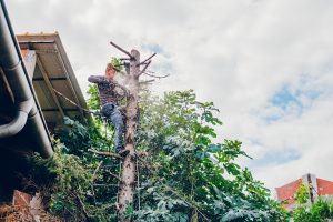tree-cutting-services-bellevue-wa