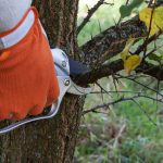 tree-cutting services