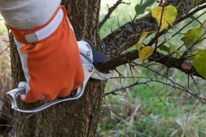 tree-cutting services