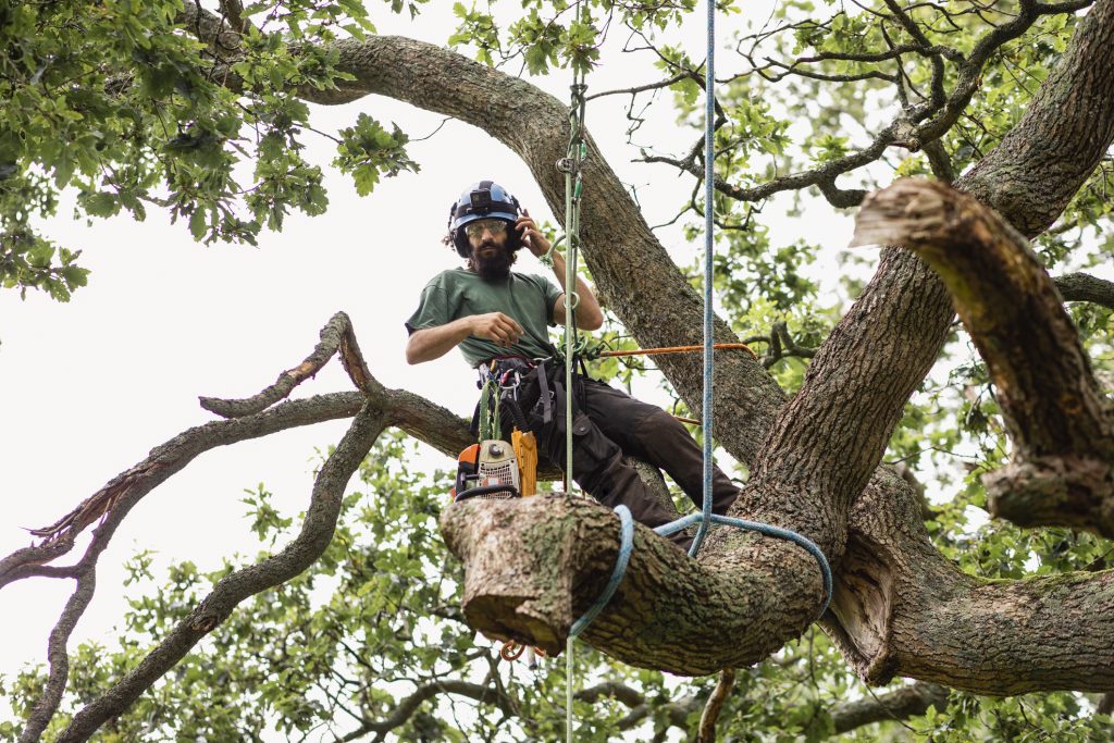 tree removal bellevue wa