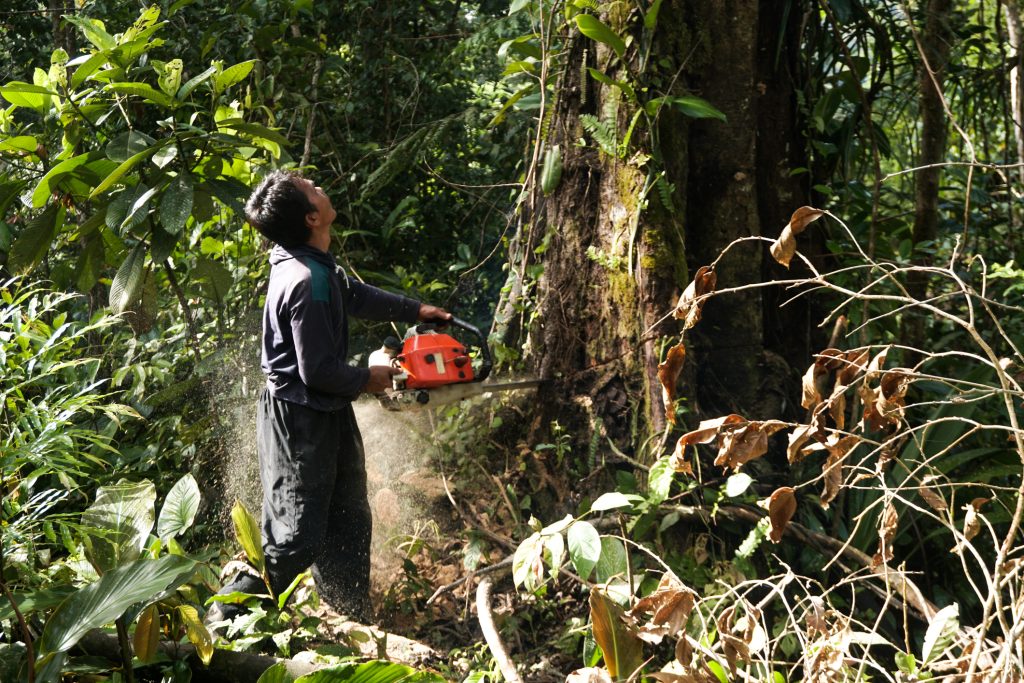 tree cutting services bellevue wa