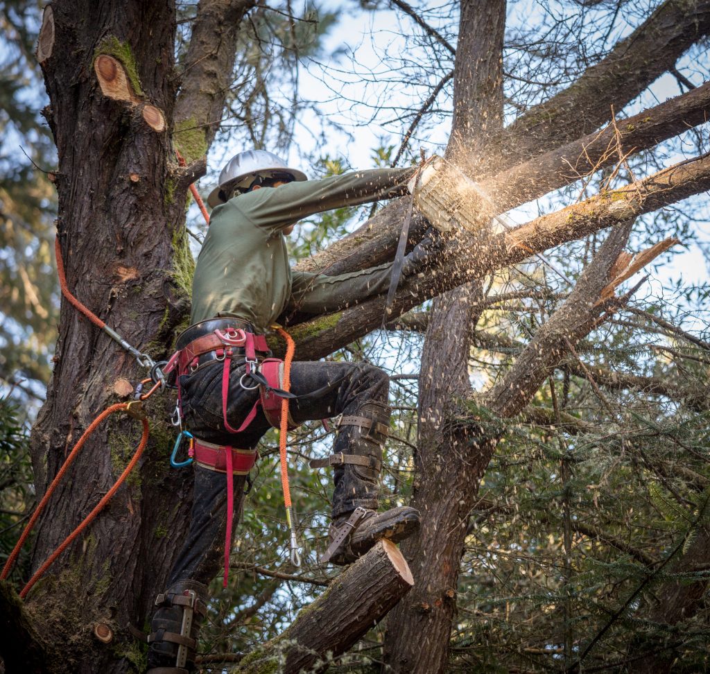 tree pruning