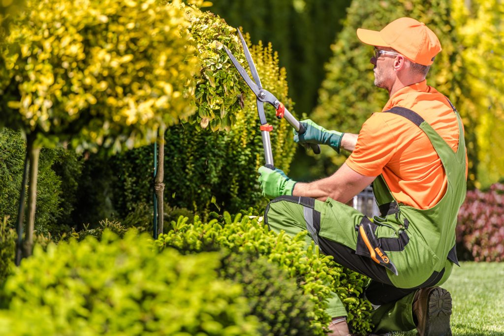tree pruning