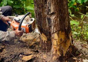 How Tree Removal Contractors Use Advanced Equipment Safely