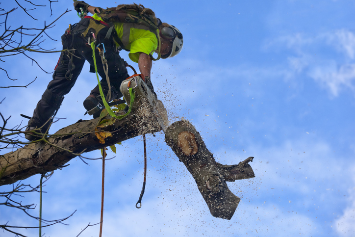 How the Best Tree Removal Services Prevent Property Damage