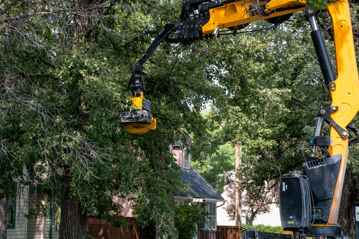 Tree Removal for Construction Projects Key Considerations