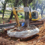 How Crane-Assisted Tree Removal Works and Why It’s Highly Effective