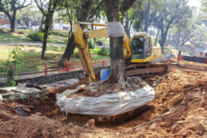 How Crane-Assisted Tree Removal Works and Why It’s Highly Effective