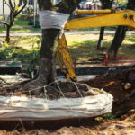 How to Find the Best Tree Removal Services for Storm-Damaged Trees