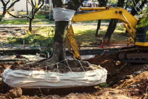 How to Find the Best Tree Removal Services for Storm-Damaged Trees