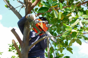 Tree Trimming Services That Promote Healthy Tree Development