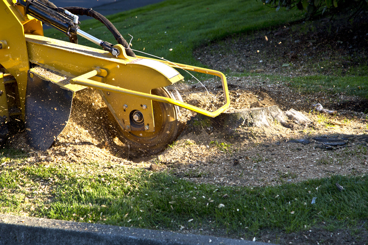 Signs You Need Tree Stump Removal Sooner Than You Think