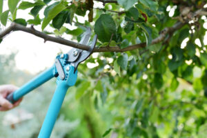 The Environmental Benefits of Regular Tree Trimming