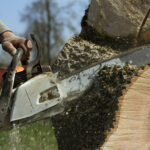 Tree Stump Removal What Every Homeowner Should Know