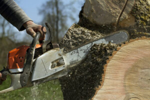 Tree Stump Removal What Every Homeowner Should Know