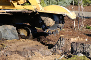 Why Stump Removal Is Essential for a Healthy Yard