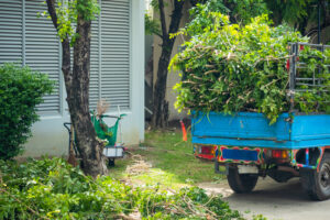 How Tree Removal Contractors Assess Risk Before Tree Demolition