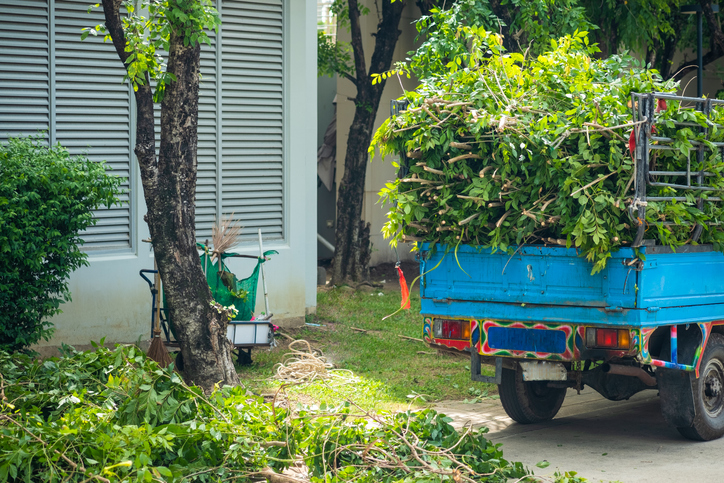 How Tree Removal Contractors Assess Risk Before Tree Demolition