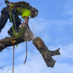 How Tree Removal Services Contribute to Long-Term Yard Maintenance