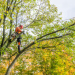 How Tree Trimming Services Contribute to a Healthier Outdoor Space