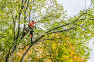 How Tree Trimming Services Contribute to a Healthier Outdoor Space
