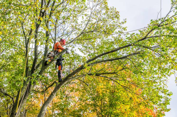 How Tree Trimming Services Contribute to a Healthier Outdoor Space