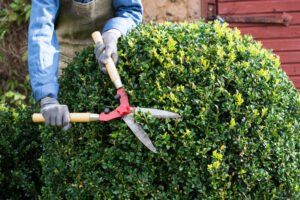 How Tree Trimming Services Prepare Your Property for Harsh Weather