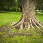 Tree Root Removal Service That Solves Persistent Drain Blockages