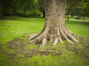 Tree Root Removal Service That Solves Persistent Drain Blockages