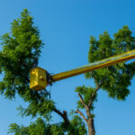 Tree Removal Services for Trees Near Power Lines or Buildings