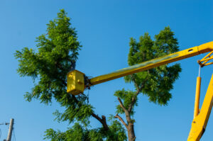 Tree Removal Services for Trees Near Power Lines or Buildings