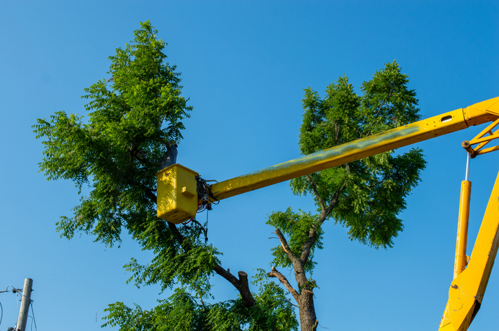 Tree Removal Services for Trees Near Power Lines or Buildings