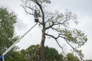 The Environmental Benefits of Local Tree Pruning Services