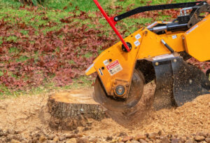 Stump Grinding and Tree Removal: Stop Structural Damage