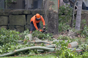 When to Hire a Tree Cutting Company for Overgrown Lot Cleanup