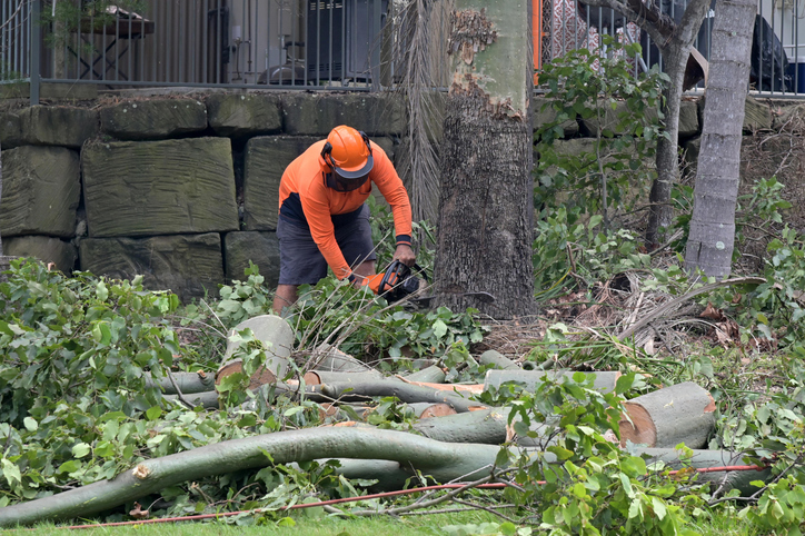 When to Hire a Tree Cutting Company for Overgrown Lot Cleanup