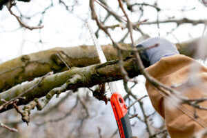 How Tree Trimming Supports Balanced Growth in Crowded Tree Areas