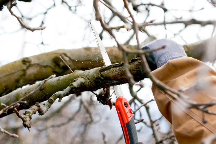 How Tree Trimming Supports Balanced Growth in Crowded Tree Areas