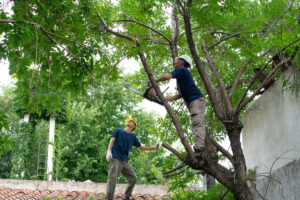 How Safe Tree Trimming Practices Reduce Risks to Your Roof and Gutters
