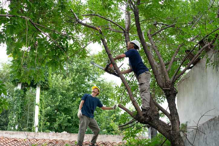 How Safe Tree Trimming Practices Reduce Risks to Your Roof and Gutters