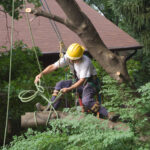 How Tree Removal Contributes to a Healthier Garden and Open Space