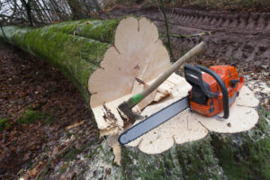 How Tree Removal Prevents Falling Branches From Damaging Vehicles