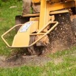 DIY Tree Stump Removal What to Know Before You Begin