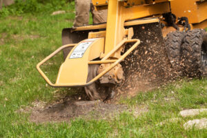 DIY Tree Stump Removal What to Know Before You Begin